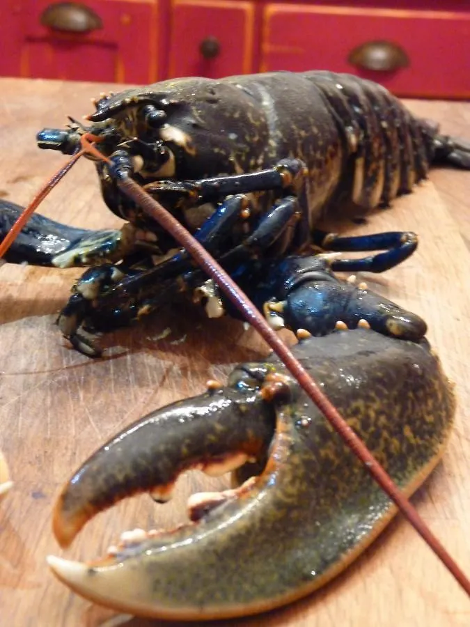 Prázdninový dům La Bulle Emeraude, Detente A Deux, En Famille Ou Entre Amis Plancoët Francie